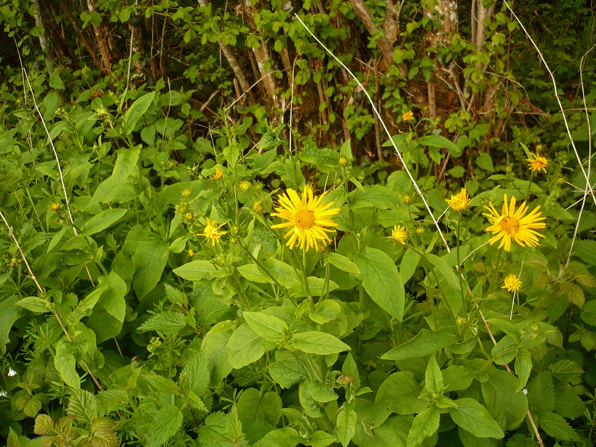 Doronicum austriacum (Asteraceae)